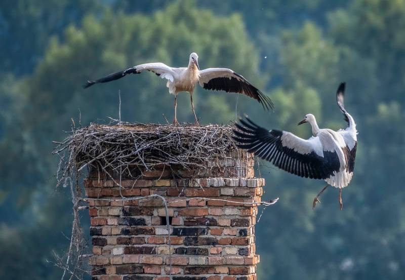 Professional Chimney Animal Removal Services in Utica, Michigan