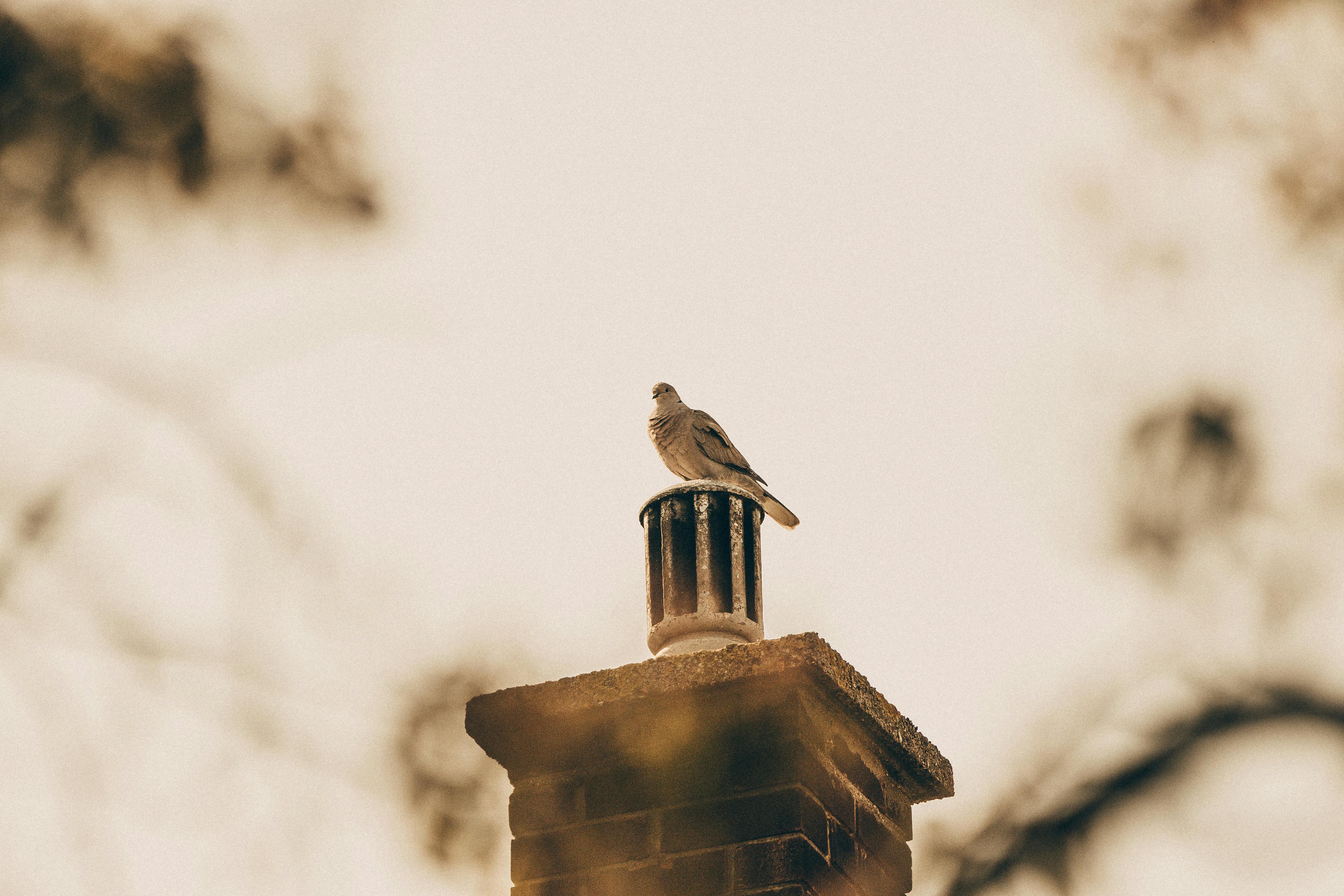 Professional Chimney Cap and Damper In Utica Michigan